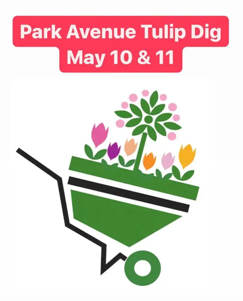 Park Avenue Tulip Dig