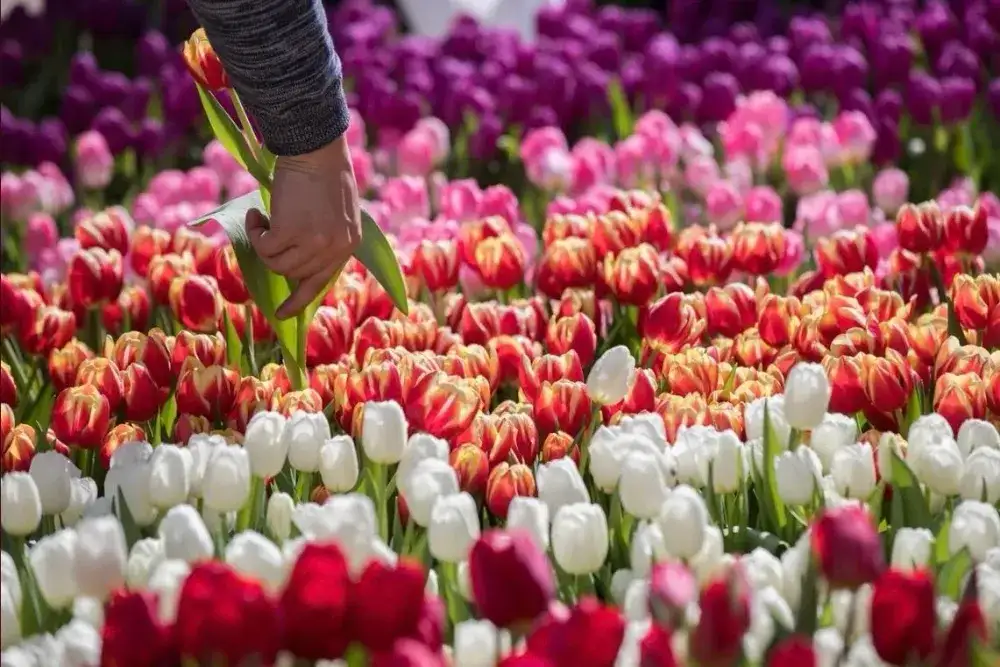 Tulip Day NYC